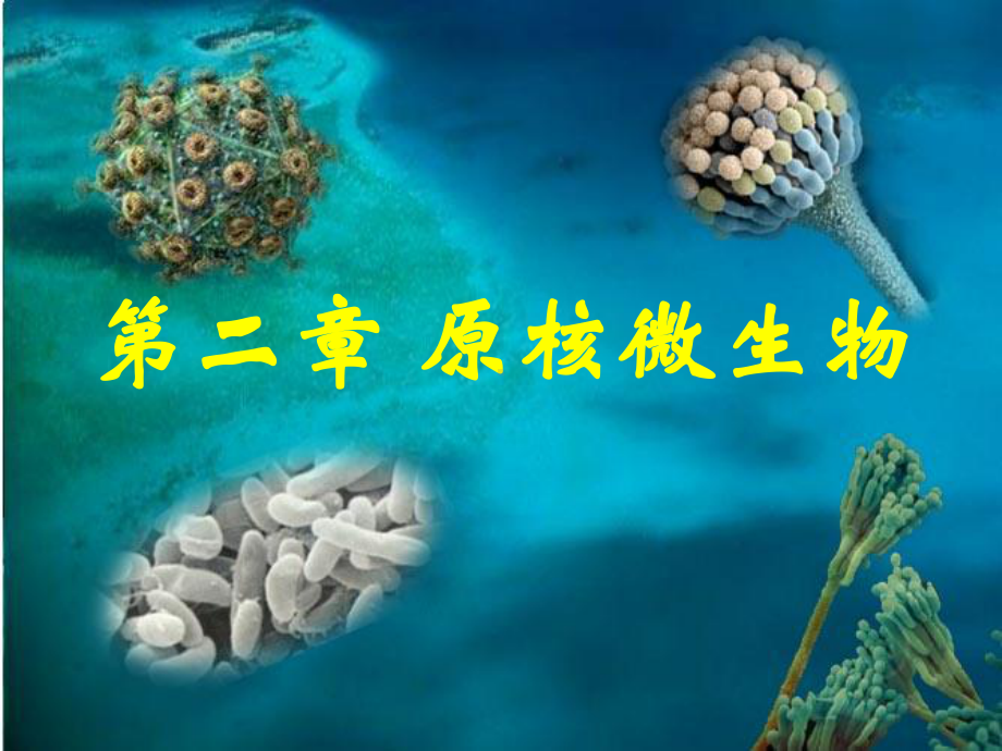 原核微生物细菌课件.ppt_第2页