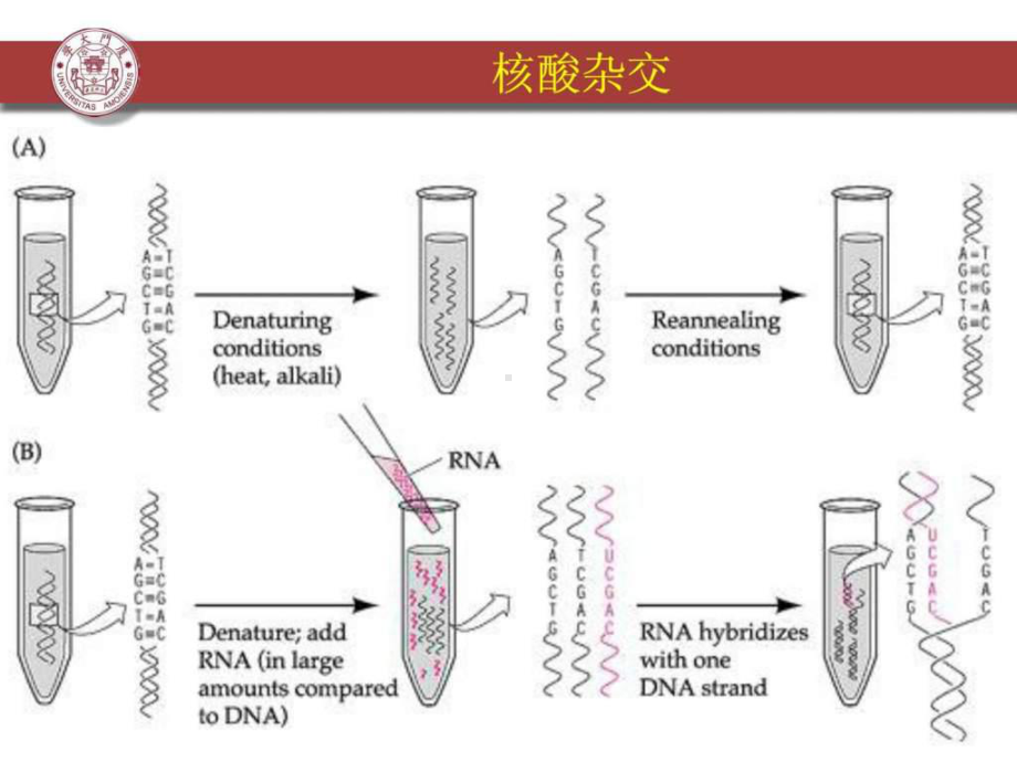 转录组学研究方法精选课件.ppt_第3页