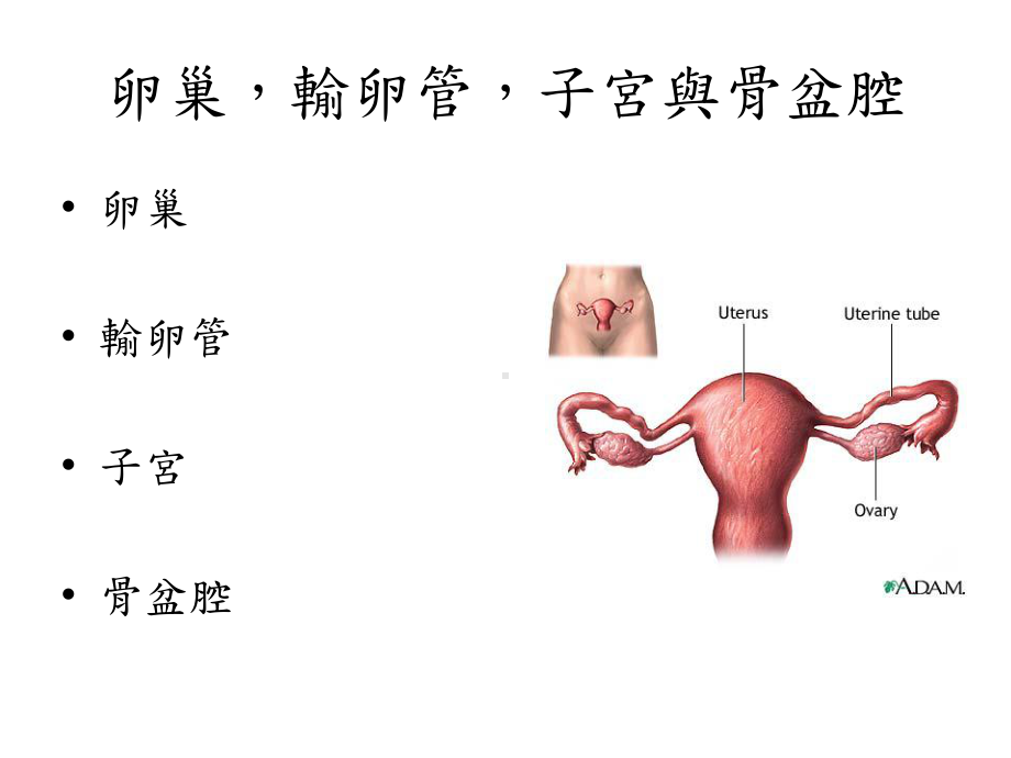 试管婴儿的适应症与治疗流程课件.ppt_第3页