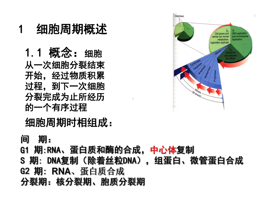 细胞生物学第三讲细胞增殖与调控课件.ppt_第2页