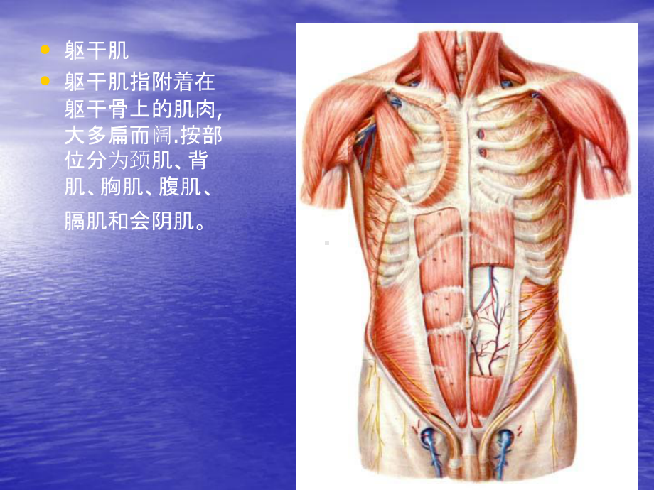 运动解剖学9躯干的肌肉、头颈肌课件.ppt_第2页