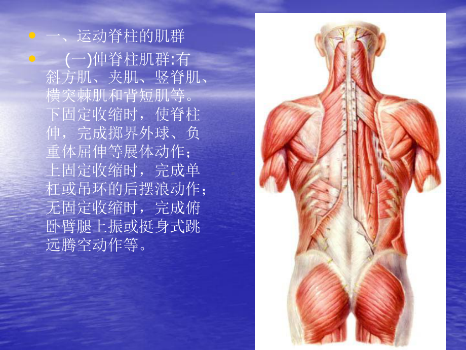 运动解剖学9躯干的肌肉、头颈肌课件.ppt_第3页