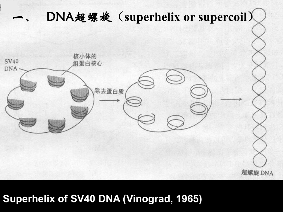 DNA超螺旋基因组与染色体课件.ppt_第2页