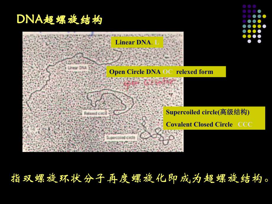 DNA超螺旋基因组与染色体课件.ppt_第3页