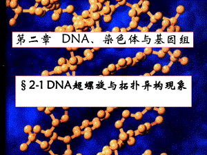 DNA超螺旋基因组与染色体课件.ppt