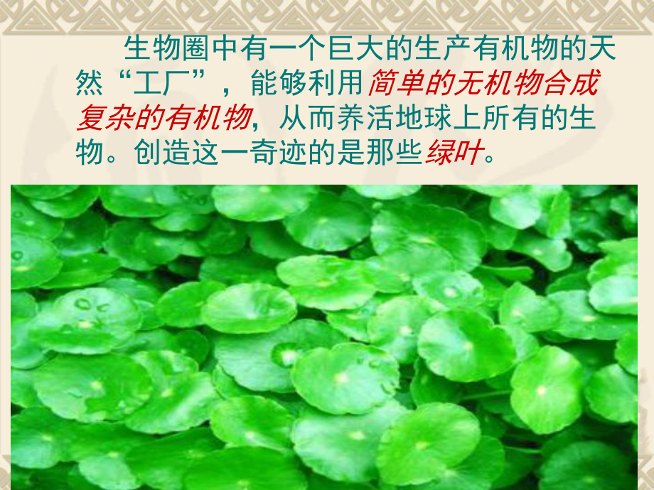 绿色植物是生物圈中有机物的制造者(OK)课件.ppt_第3页