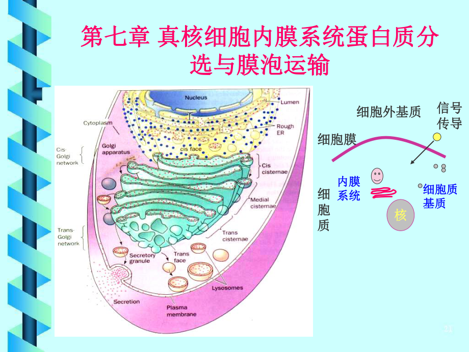 真核细胞内膜系统蛋白质分选和膜泡运输课件.ppt_第1页