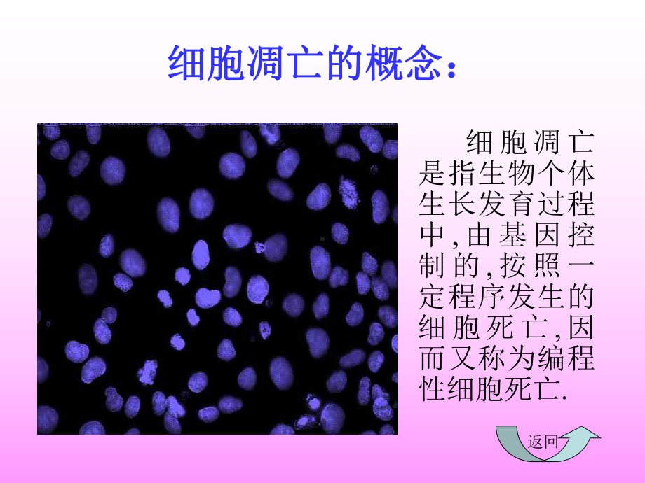 细胞的凋亡1优秀课件.ppt_第3页