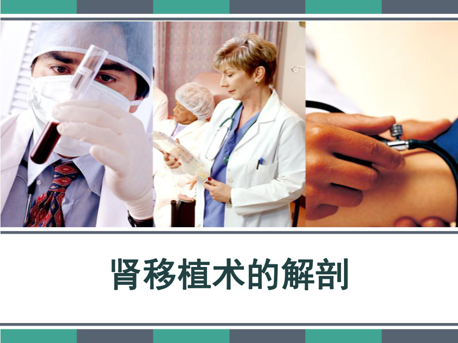 肾移植术的解剖课件.ppt_第1页