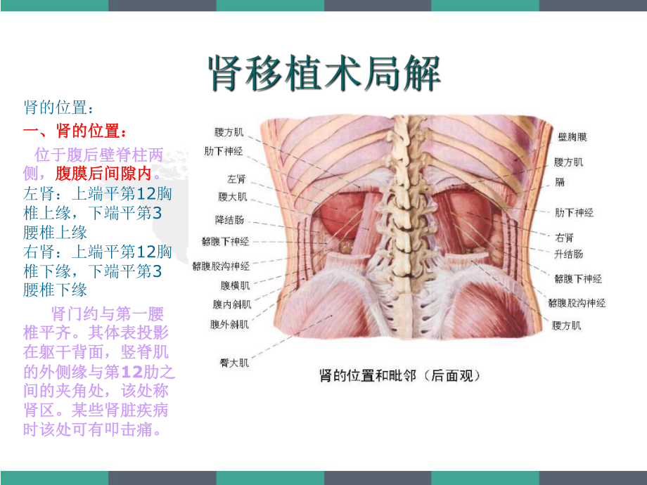 肾移植术的解剖课件.ppt_第2页