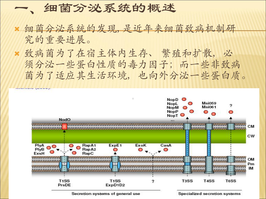 细菌III型分泌系统33张幻灯片.ppt_第3页