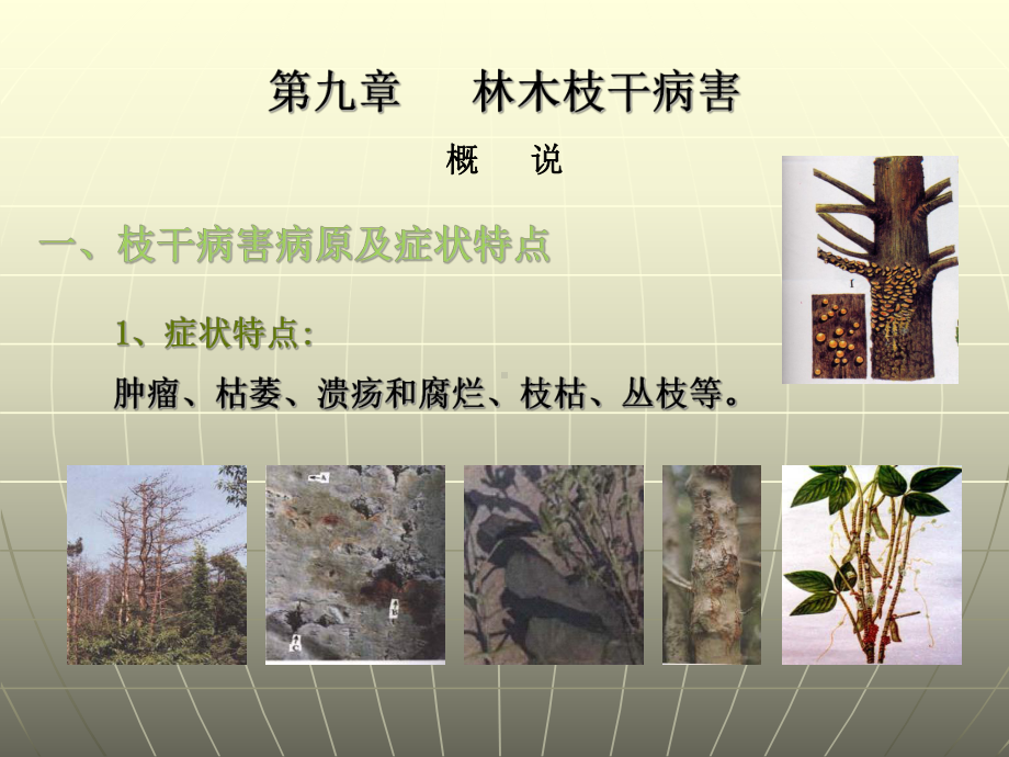 枝干病害课件.ppt_第1页