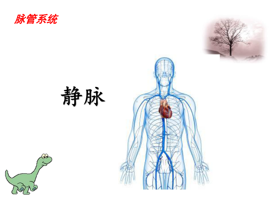 解剖学脉管系统静脉课件.ppt_第1页