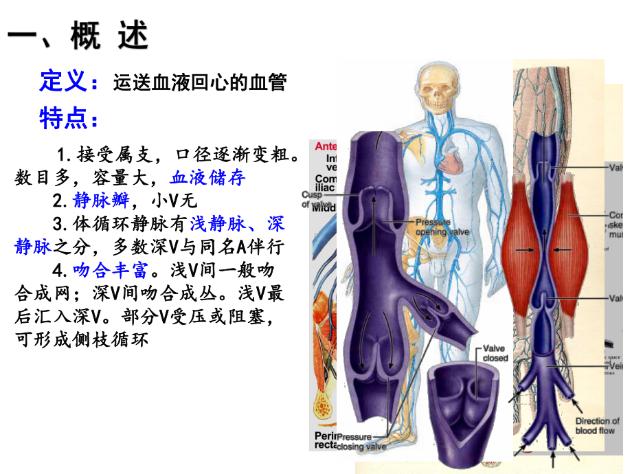 解剖学脉管系统静脉课件.ppt_第2页