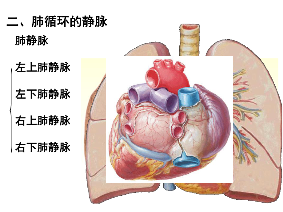 解剖学脉管系统静脉课件.ppt_第3页