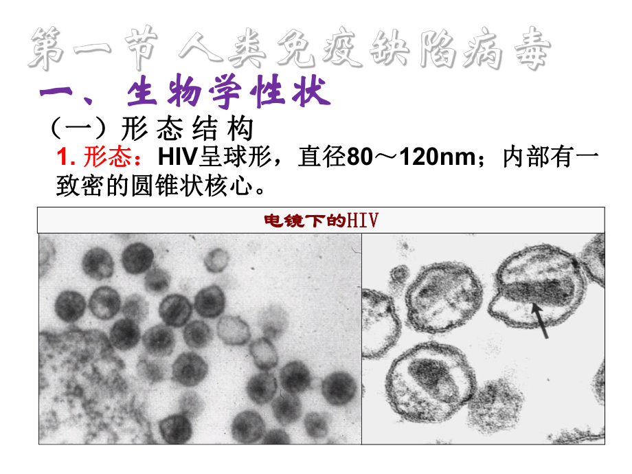 逆转录病毒反转录病毒课件.ppt_第2页