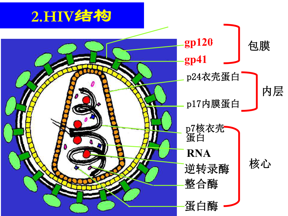 逆转录病毒反转录病毒课件.ppt_第3页