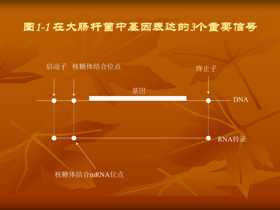 蛋白质工程与蛋白质组研究课件.ppt_第3页