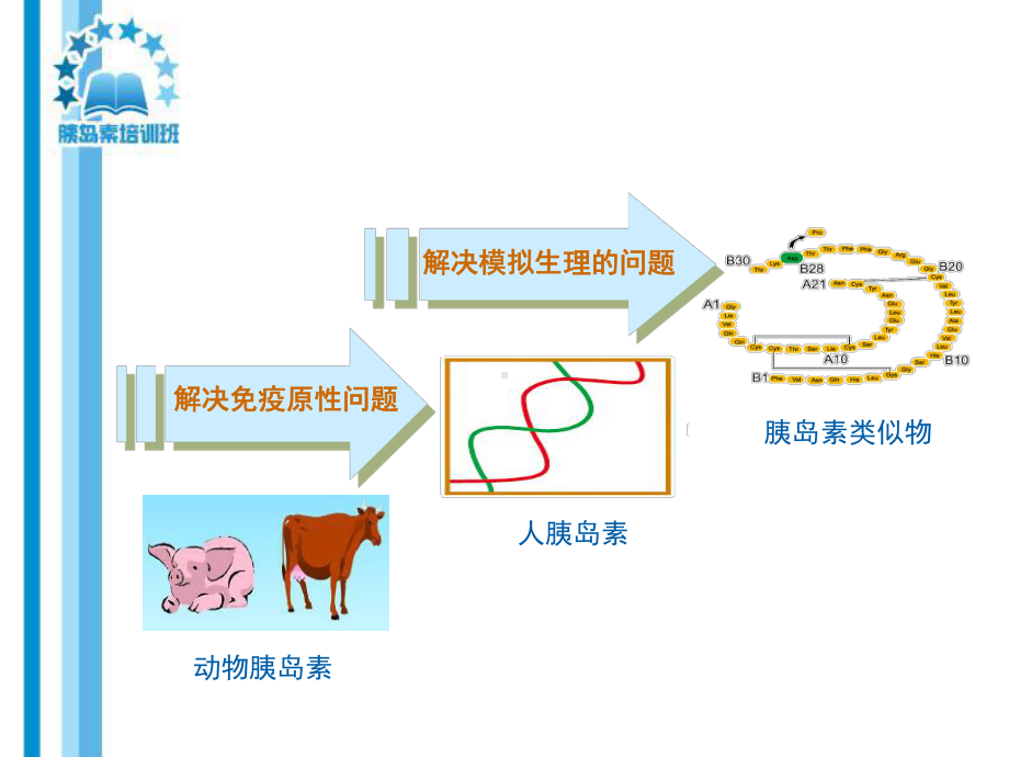 胰岛素类似物的临床课件.ppt_第3页