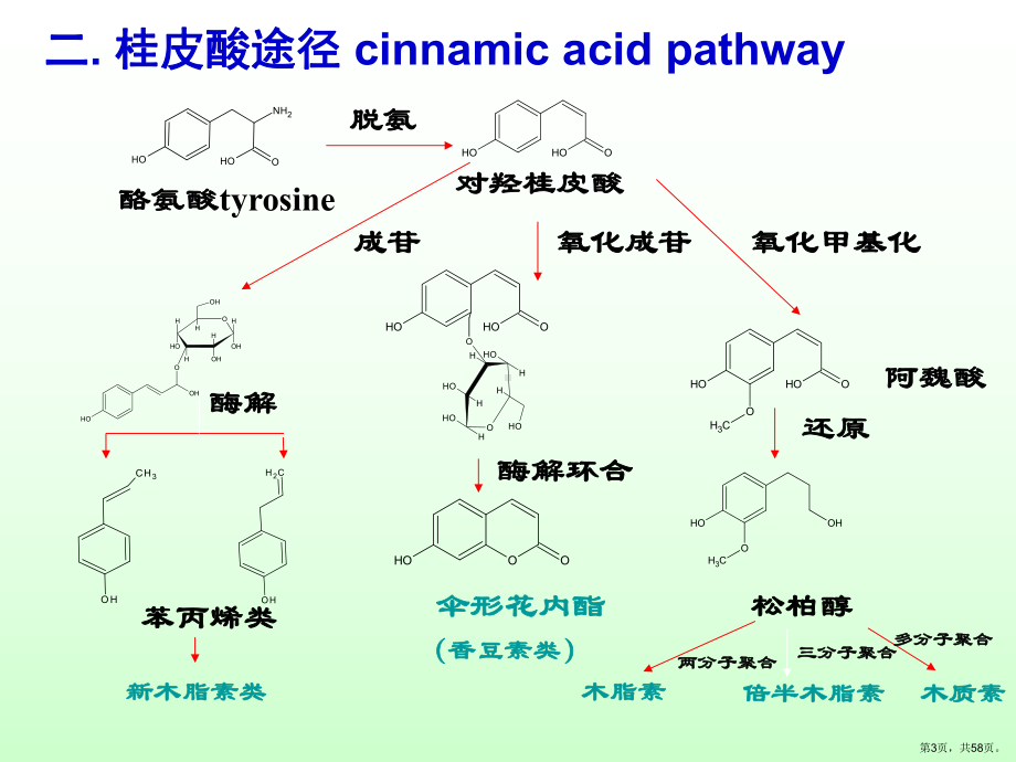 苯丙素类药学专业课件.ppt_第3页