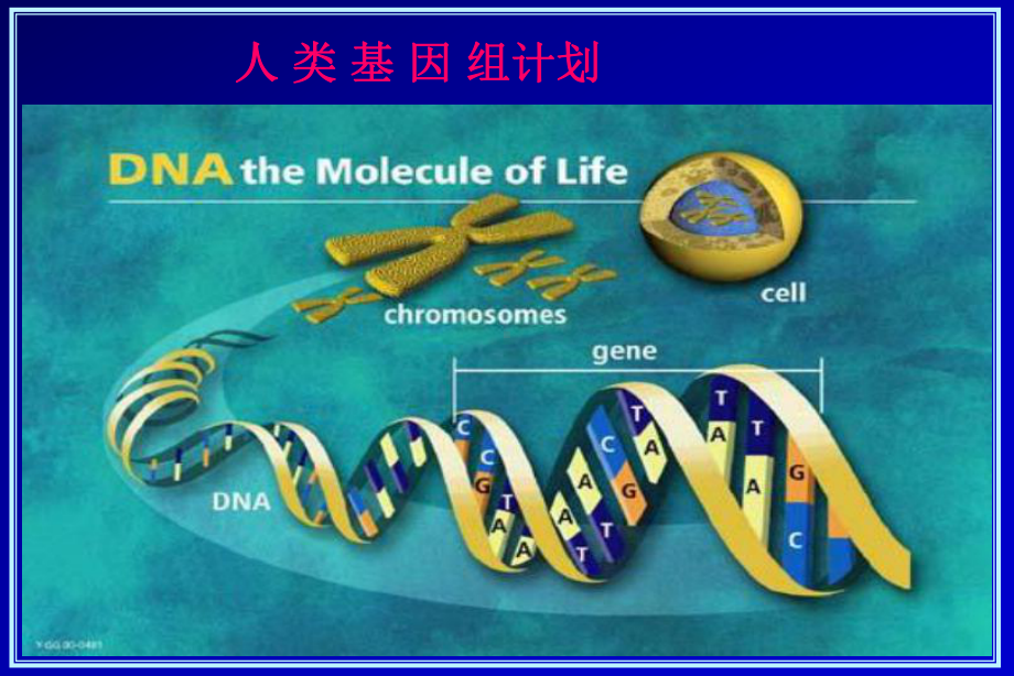 基因组学蛋白质组学和生物信息学课件.ppt_第3页