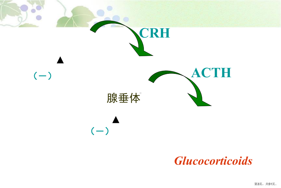 肾上腺皮质激素类药物n课件.ppt_第3页