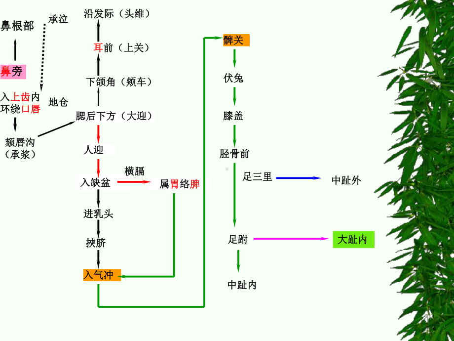 足阳明经络与腧穴足阳明经络足阳明胃经在鼻旁与手阳明大肠经衔接在足课件.ppt_第3页