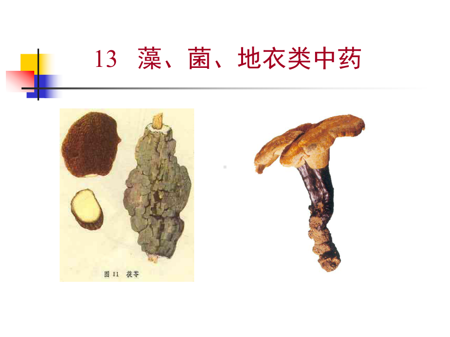 菌类中药1详解课件.ppt_第1页