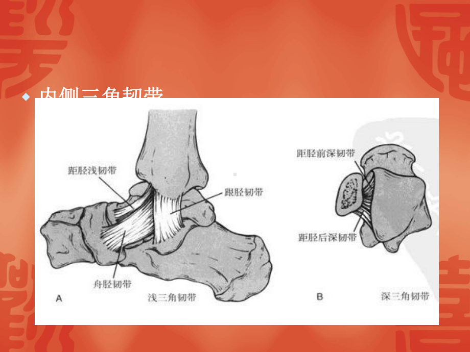 踝关节骨折分型-PPT课件.ppt_第2页