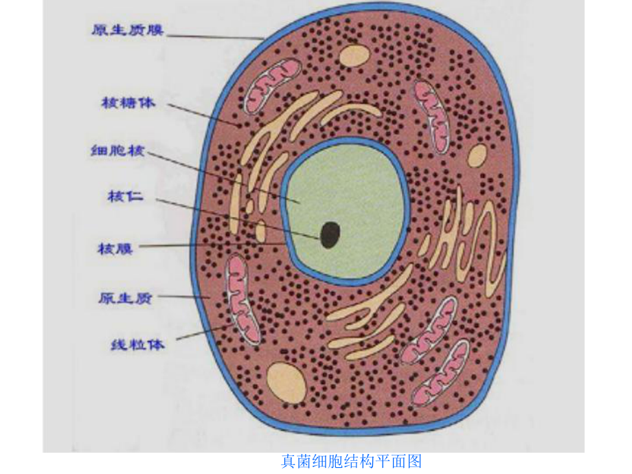 真菌的细胞结构(普通真菌学)课件.ppt_第3页