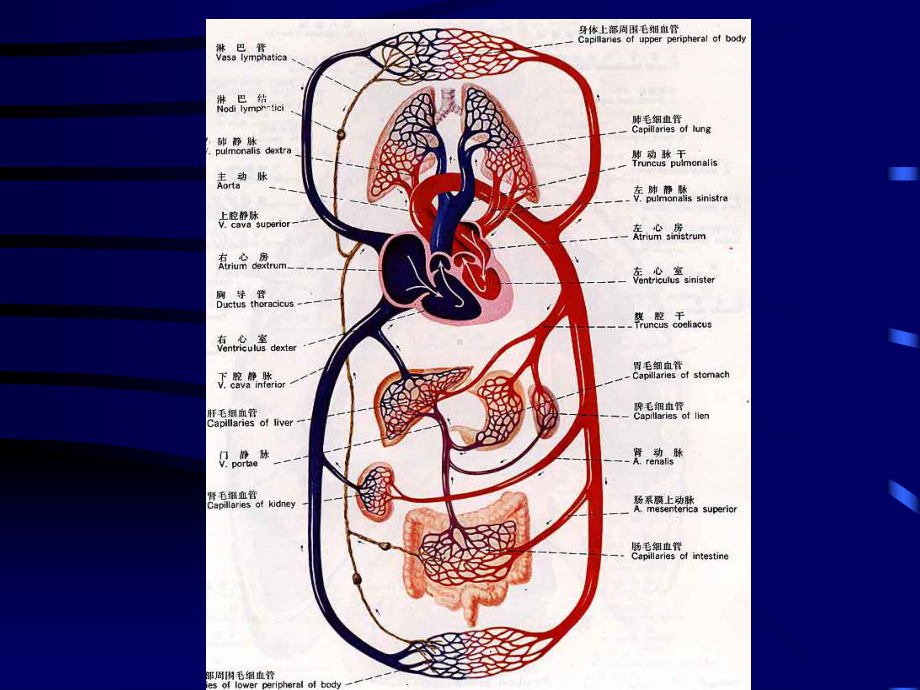 血液循环障碍-1ppt课件.ppt_第2页