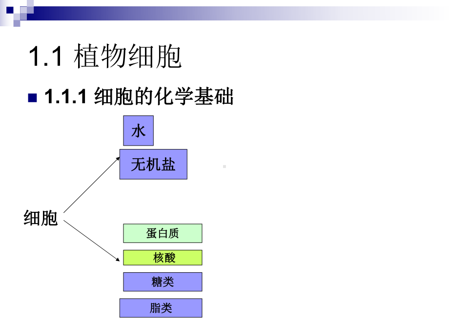 植物个体发育的基础细胞与组织课件.ppt_第3页