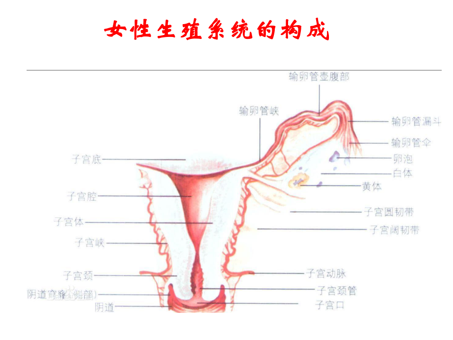 组织学女性生殖系统课件.ppt_第1页