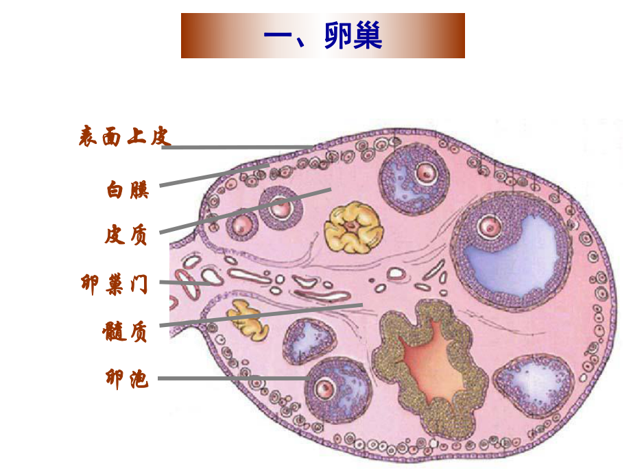 组织学女性生殖系统课件.ppt_第2页