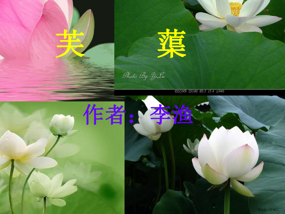 芙蕖第一课时课件.ppt_第1页