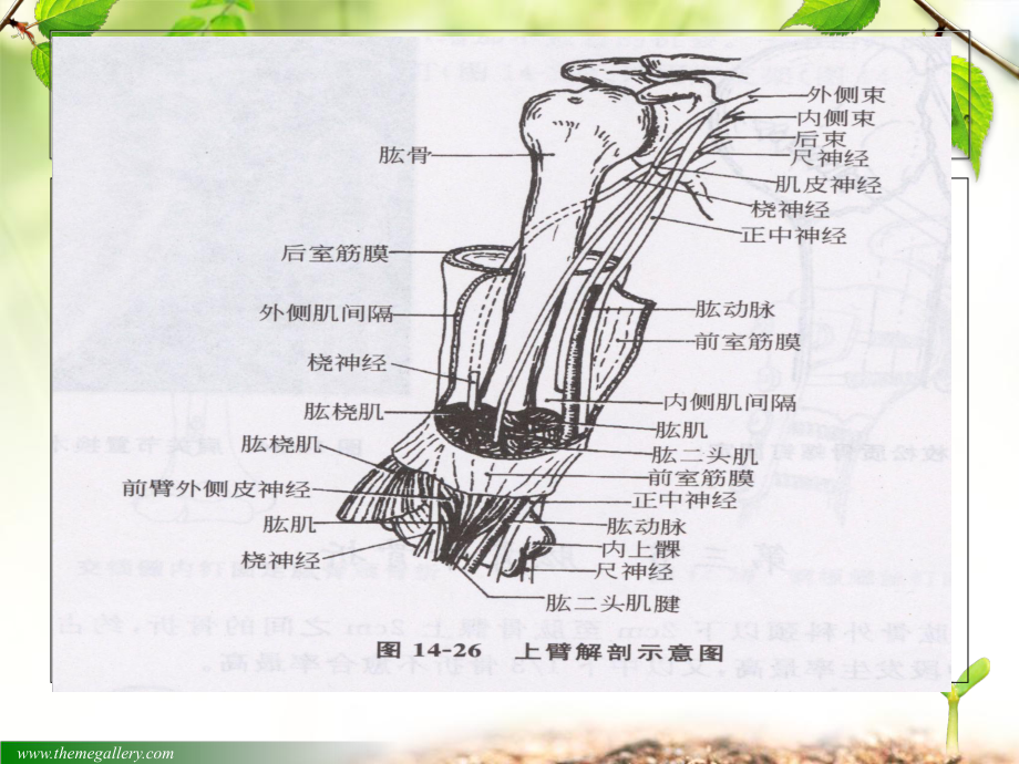 肱骨骨折病人的护理课件.ppt_第3页