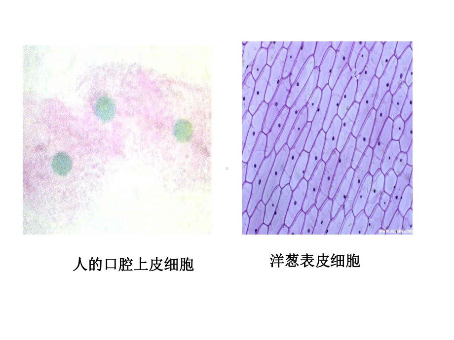 细胞核11优秀课件.ppt_第2页