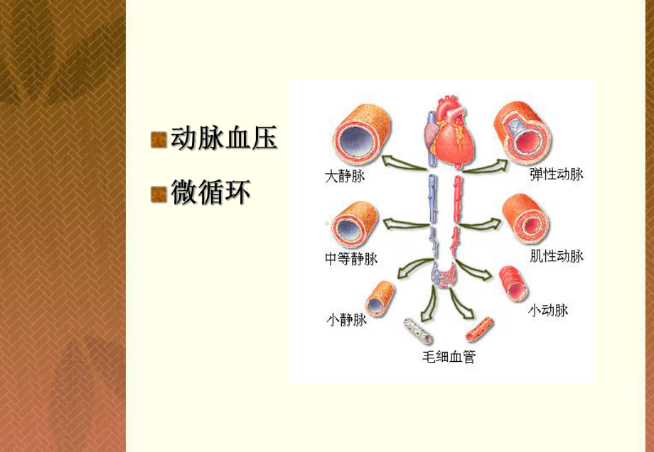 血管生理2调节课件.ppt_第3页