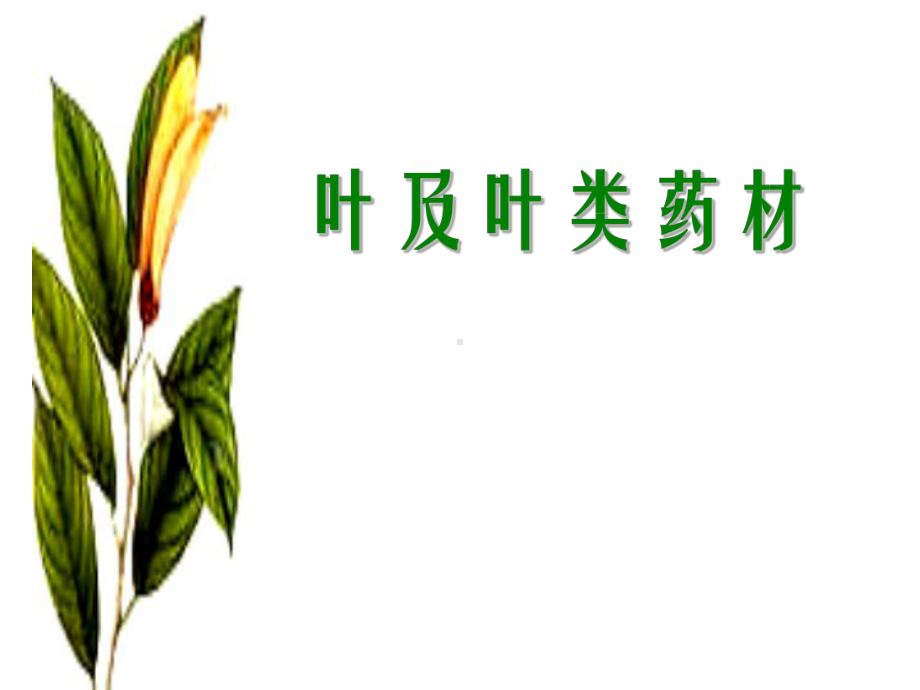 药用植物学叶及叶类药材课件.ppt_第2页