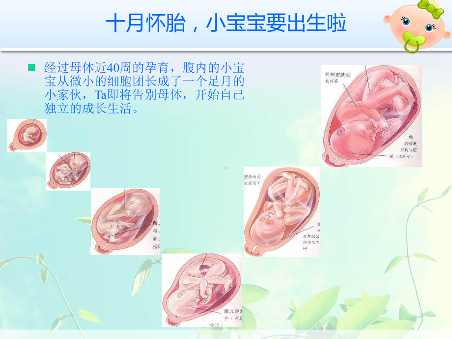 自然分娩VS剖宫产课件.ppt_第2页