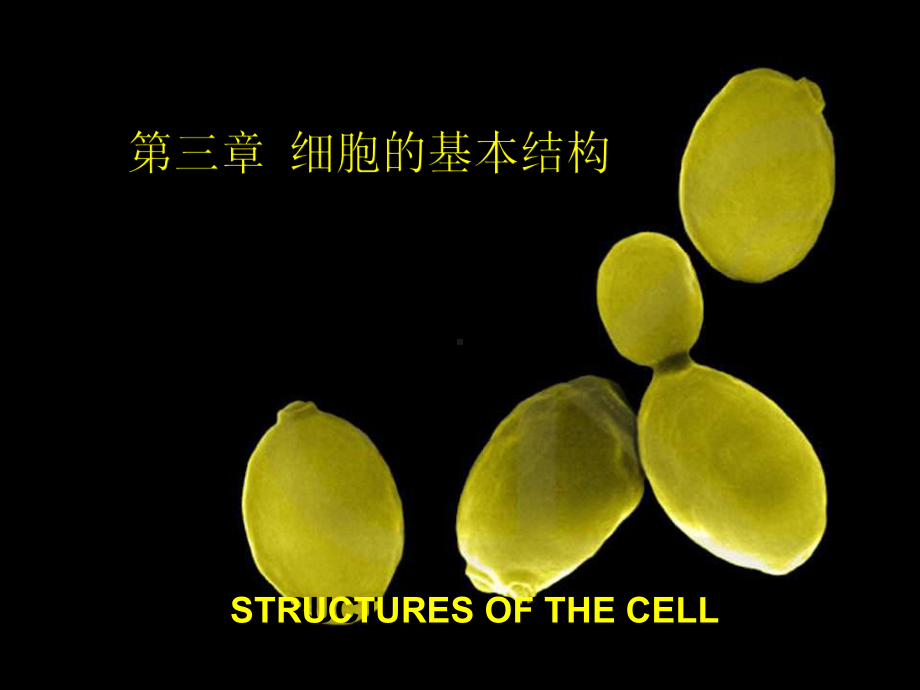 细胞的基本结构10优秀课件.ppt_第1页