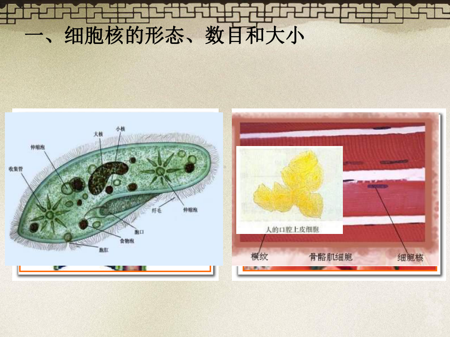 细胞核-系统的控制中心51优秀课件.ppt_第3页