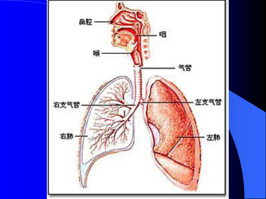 呼吸系统肿瘤癌症发生的原因及预防课件.ppt_第3页