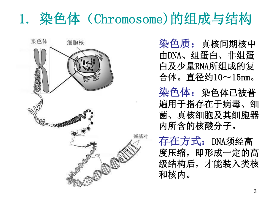 染色体与DNA课件.ppt_第3页