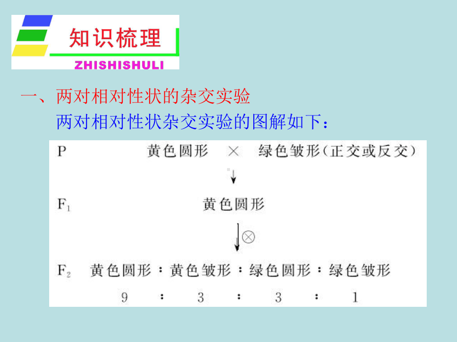 自由组合定律ppt11-优秀课件.ppt_第3页