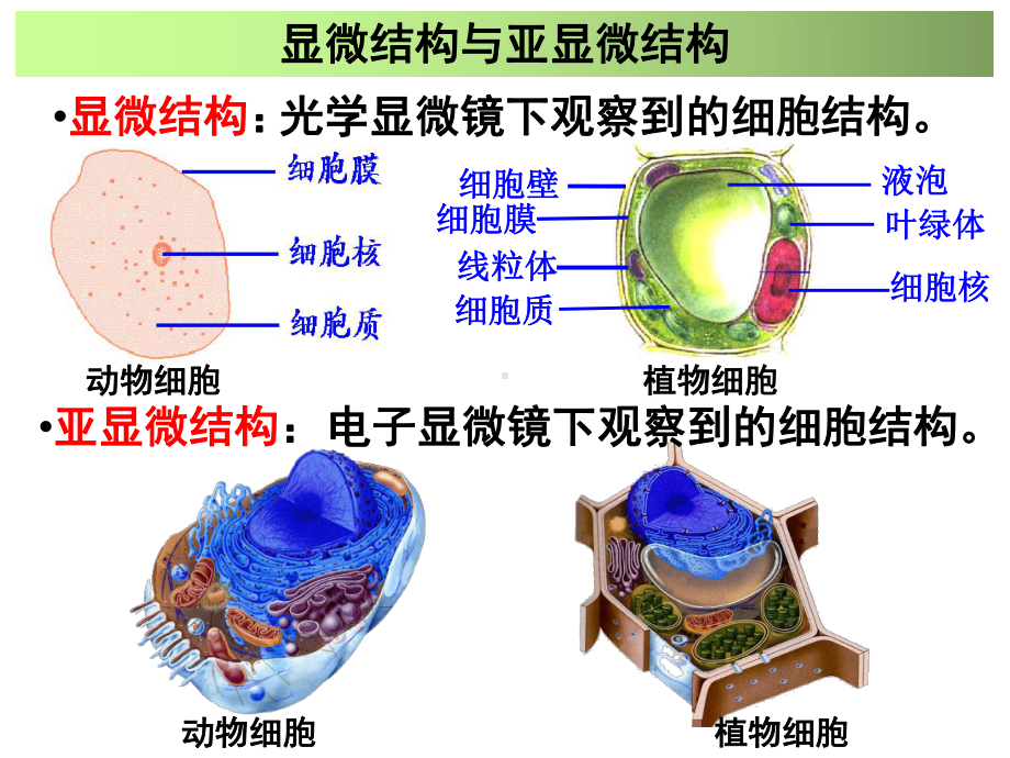 细胞器讲解一轮复习必修一课件.ppt_第2页