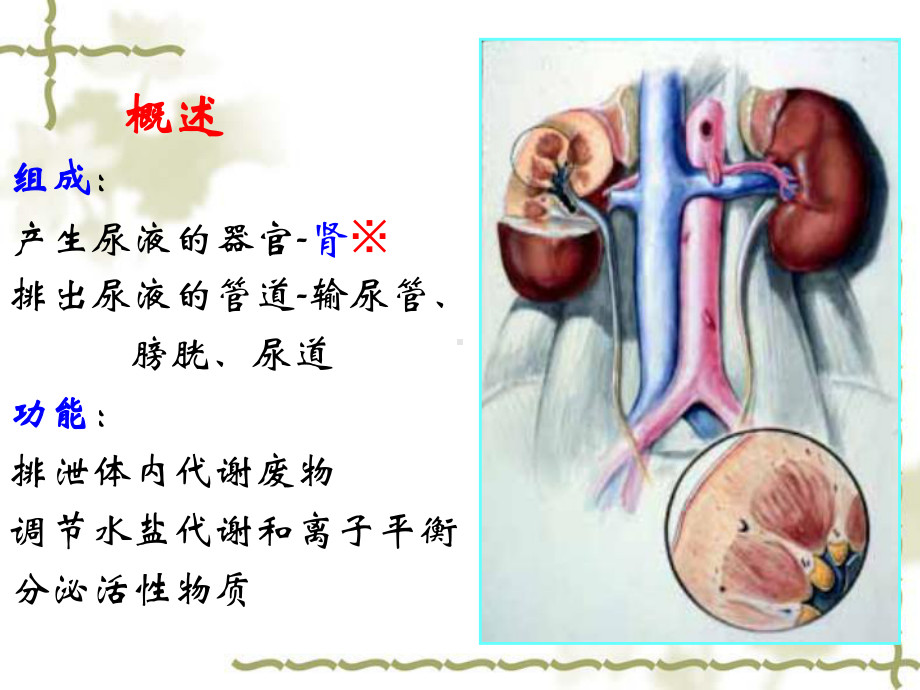 组织与胚胎学第15章泌尿系统课件.ppt_第3页