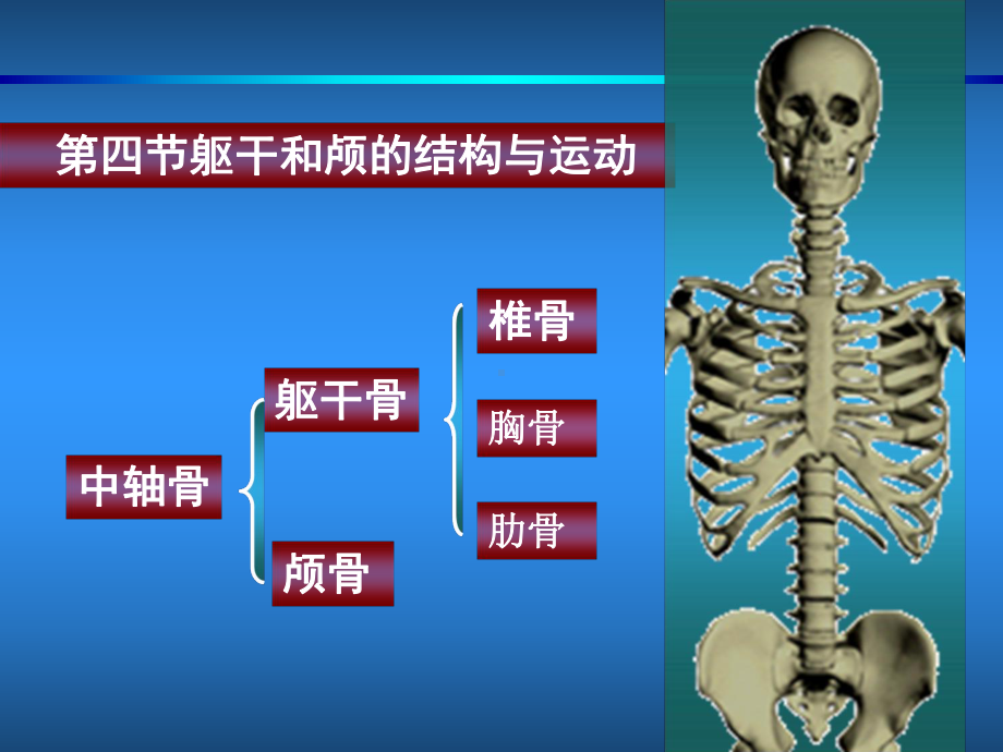 运动解剖学第二章第四节躯干和颅的连接与运动中轴骨课件.ppt_第1页