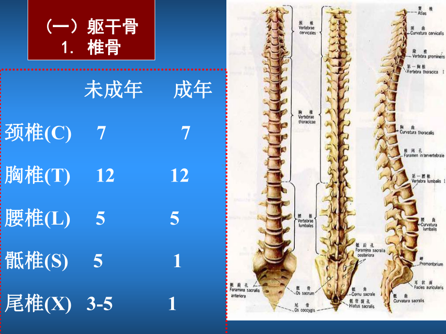 运动解剖学第二章第四节躯干和颅的连接与运动中轴骨课件.ppt_第2页