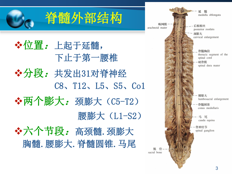 脊髓疾病课件(同名).ppt_第3页